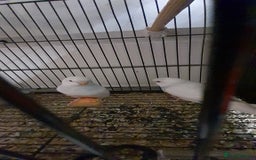 Budgerigars birds for sale: Budgies - Image 3