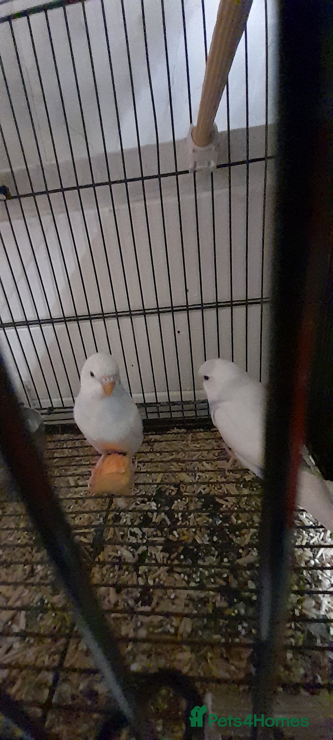 Budgerigars birds for sale: Budgies - Image 3