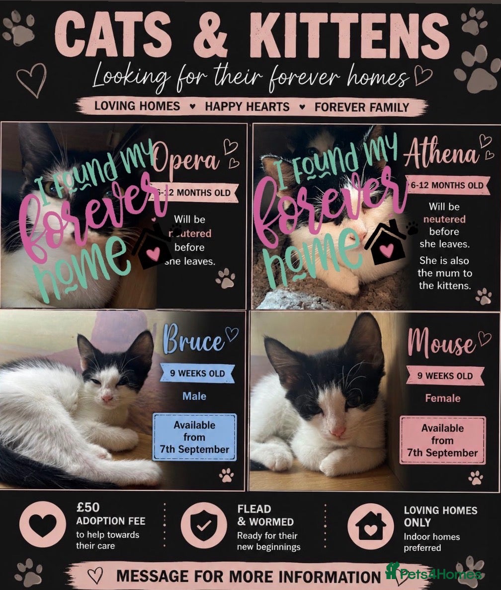 Mixed Breed cats The Shed Kittens ♥️ - Advert 3