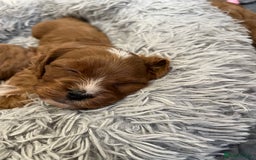 Cavapoo dogs for sale: Merlesque ⭐️⭐️⭐️⭐️⭐️F1 Cavapoos 200 DNA - Image 16
