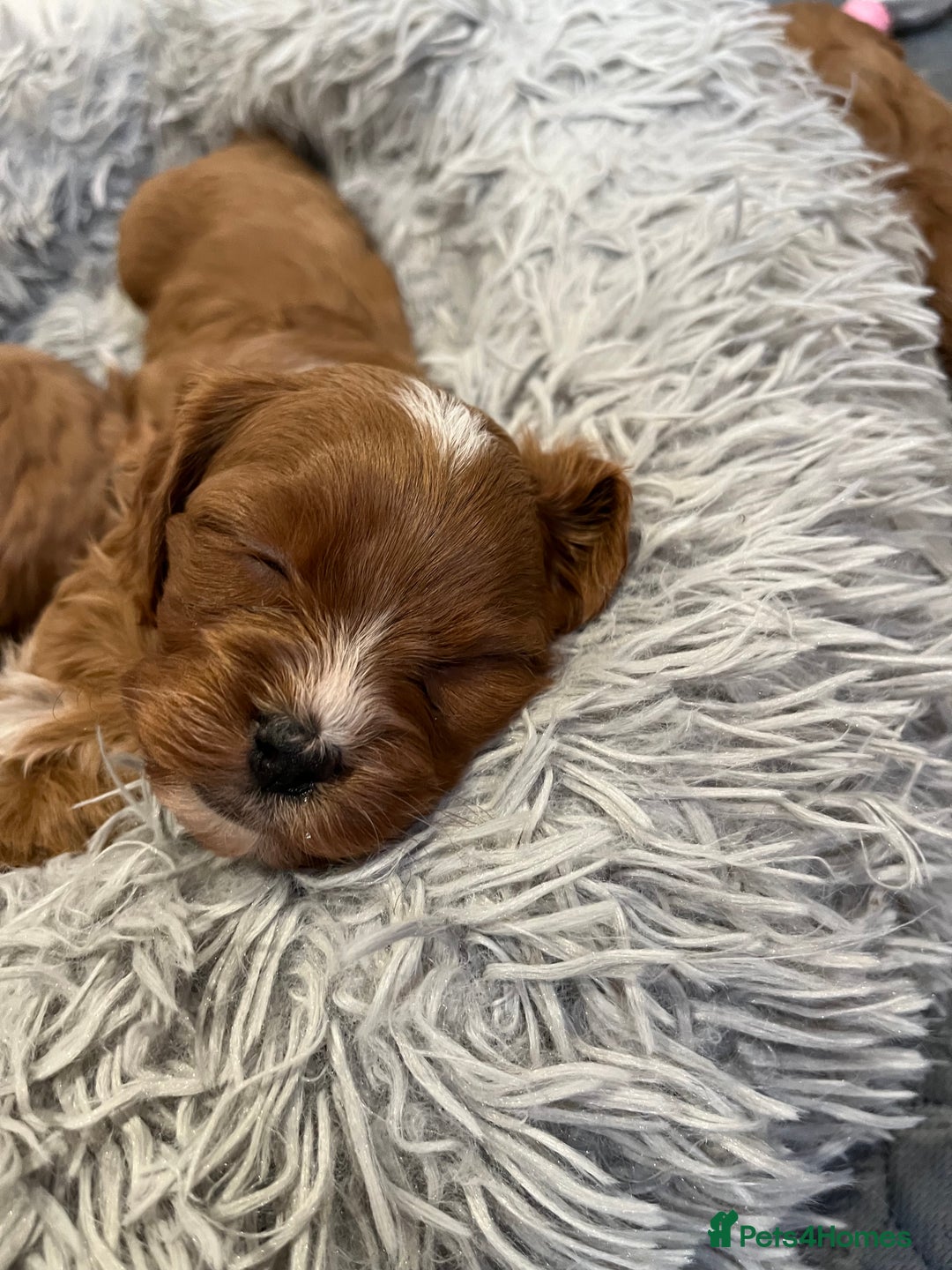 Cavapoo dogs for sale: Merlesque ⭐️⭐️⭐️⭐️⭐️F1 Cavapoos 200 DNA - Image 16