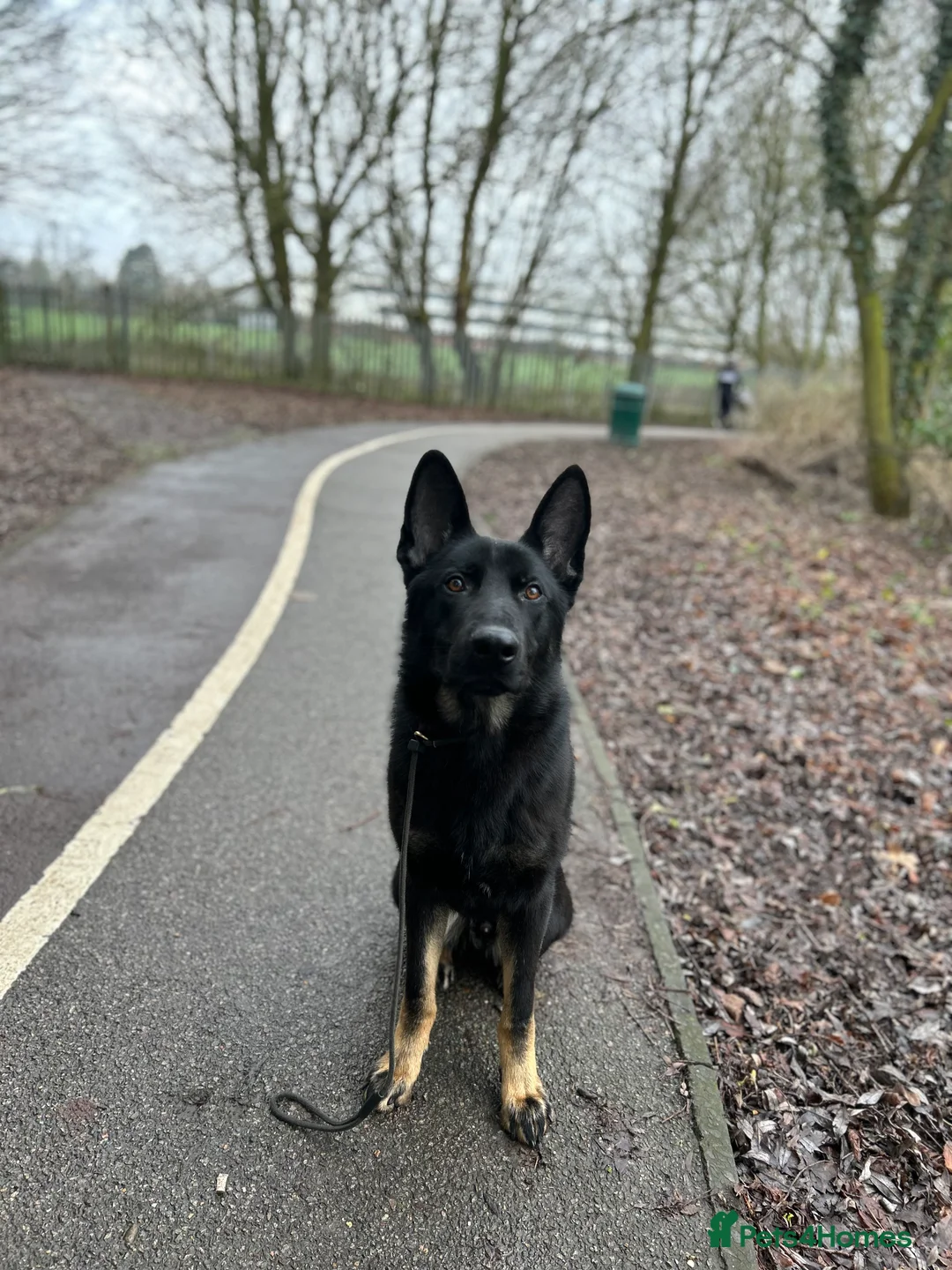 German Shepherd dogs for sale: Working Line German Shepherd for sale  - Advert 5