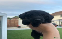Jackapoo dogs for sale: Jackapoos - Image 7