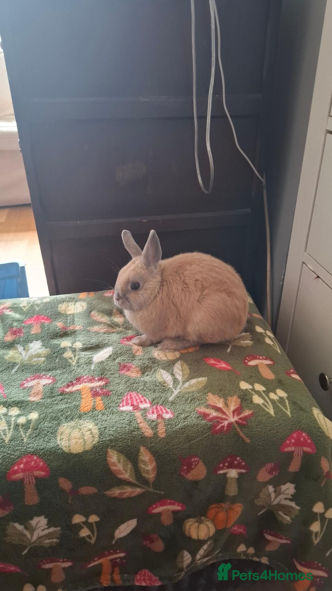 Mini Lop rabbits Little lop  - Advert 16