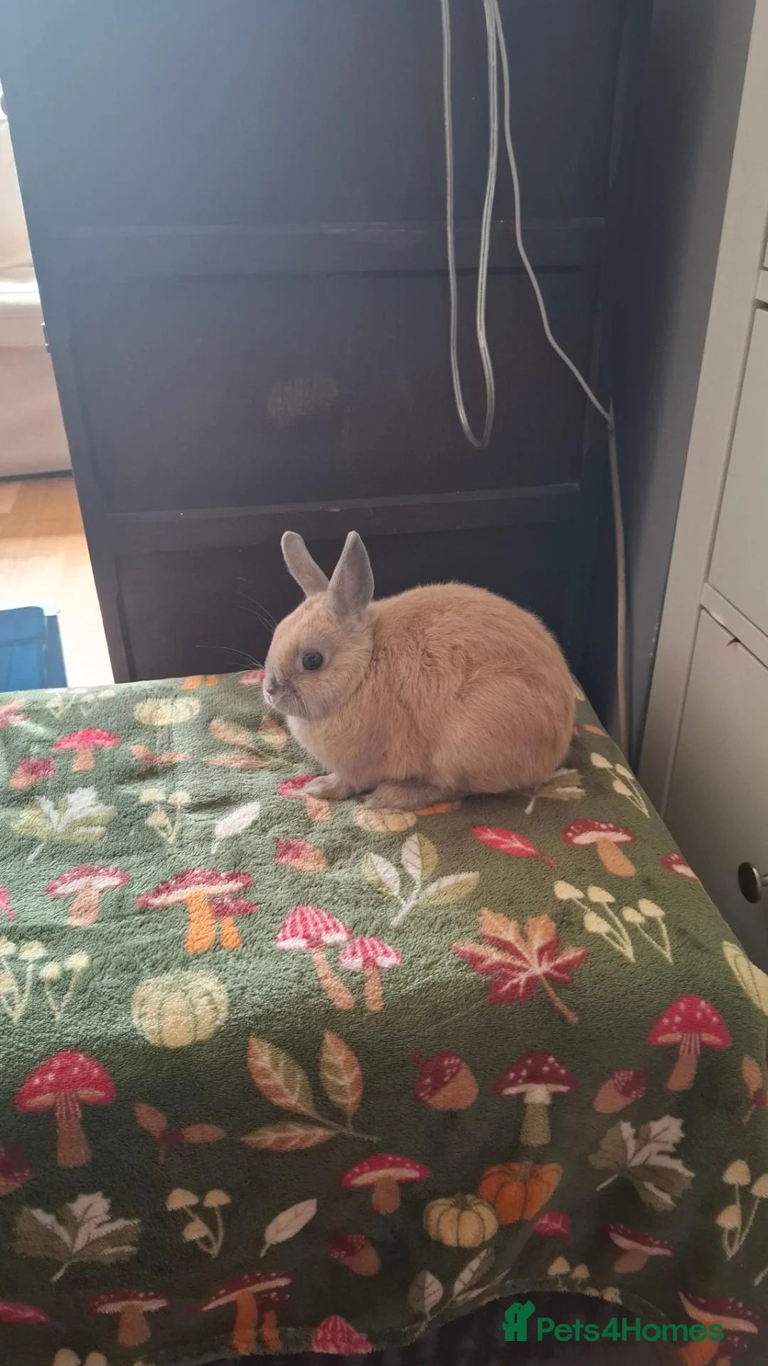 Mini Lop rabbits for sale: Little lop  - Advert 1