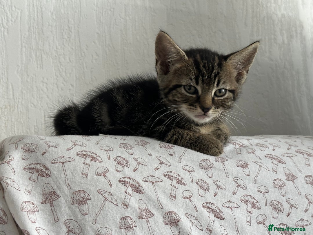 Mixed Breed cats for sale: LAST FEMALE KITTEN AVAILABLE 100£ - Image 4
