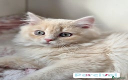 British Shorthair cats for sale: 🌞 last kitten Reduced PRICE British L/H boy  🐾 - Image 12