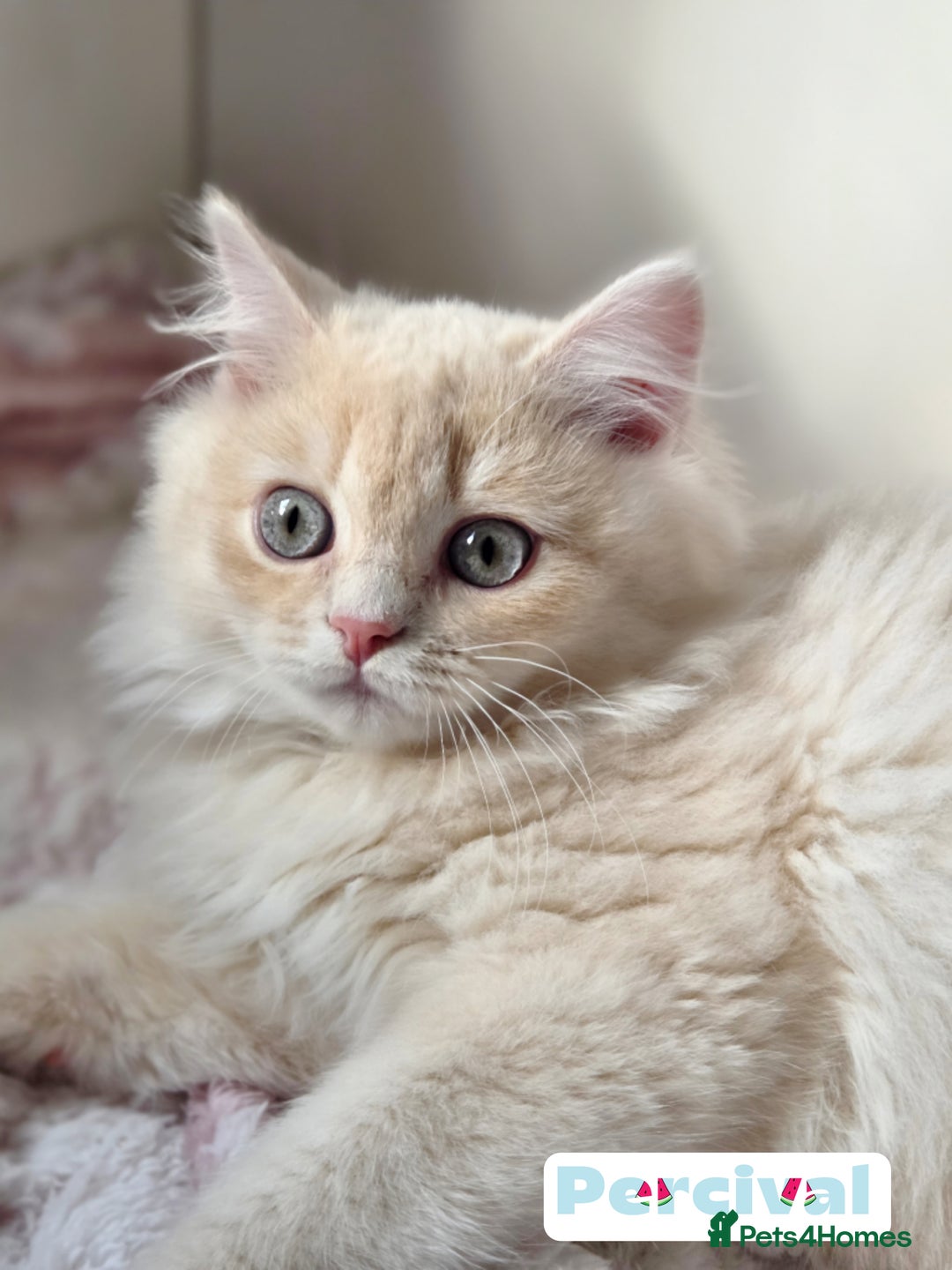 British Shorthair cats for sale: 🌞 last kitten Reduced PRICE British L/H boy  🐾 - Image 12