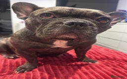 French Bulldog dogs for sale:  Adorable Frenchies Puppies Ready for them home - Image 19