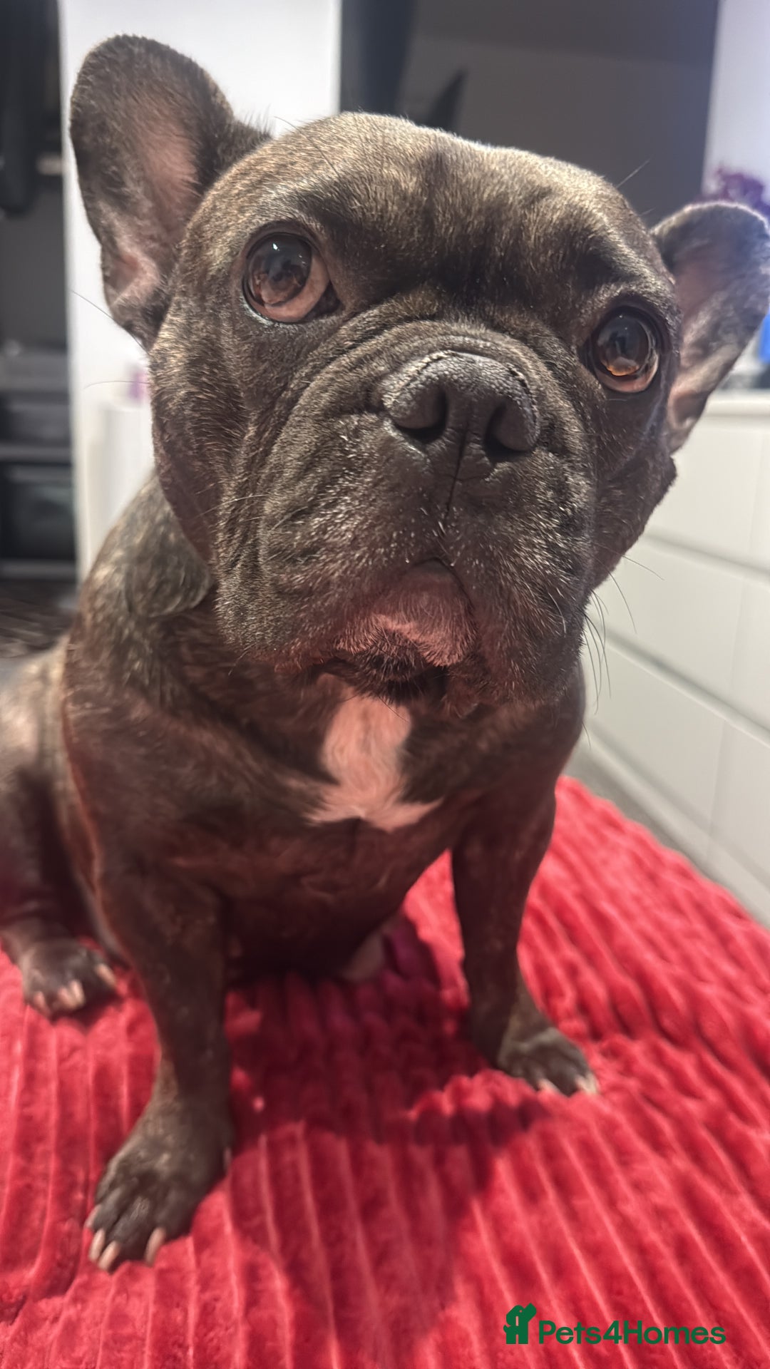 French Bulldog dogs for sale:  Adorable Frenchies Puppies Ready for them home - Image 19