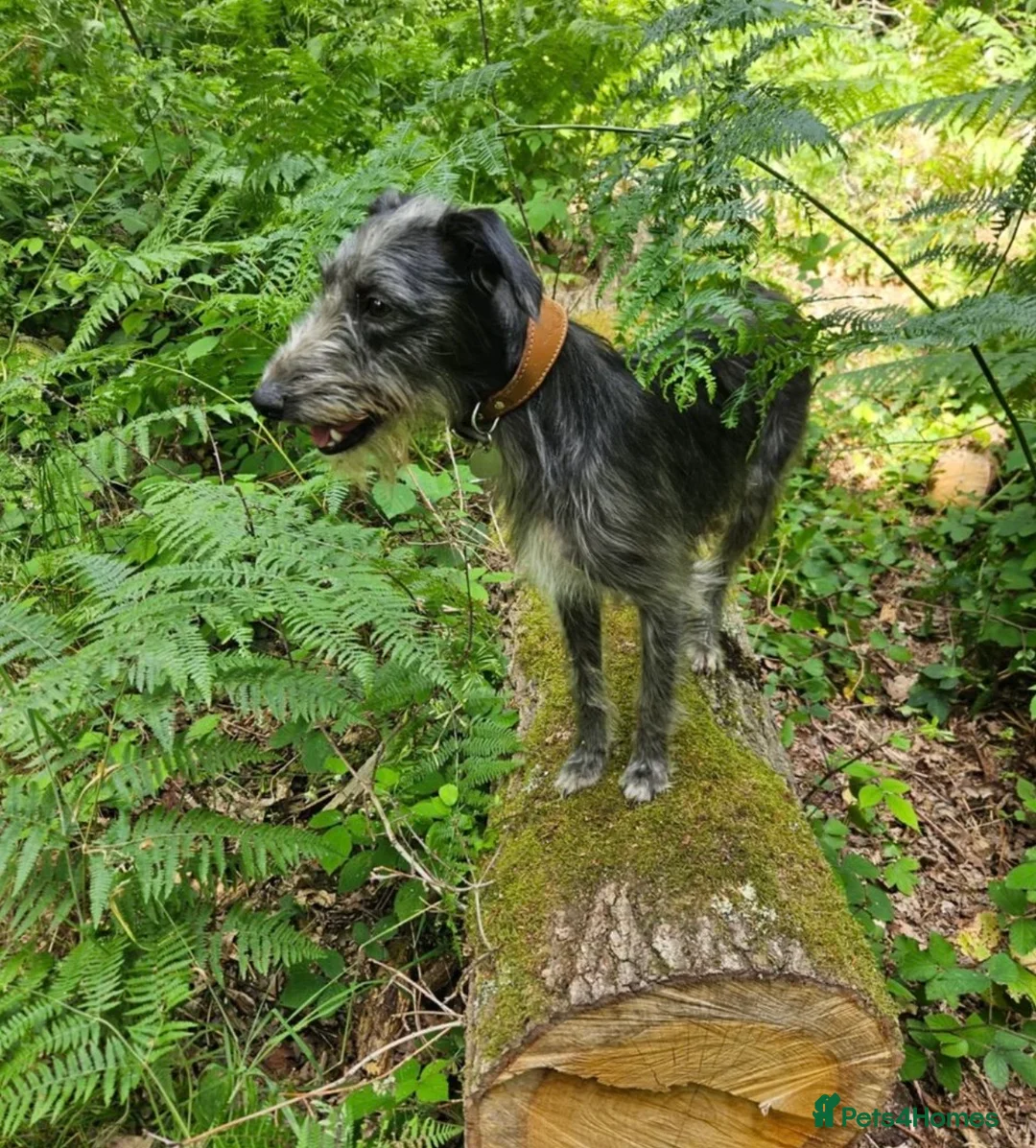 Mixed Breed dogs for sale: Bedlington whippet  - Advert 1