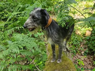 Mixed Breed dogs Bedlington whippet - Advert 1