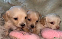 Dachshund dogs for sale: Gorgeous mini Dacshund X puppies🐾 - Advert 1