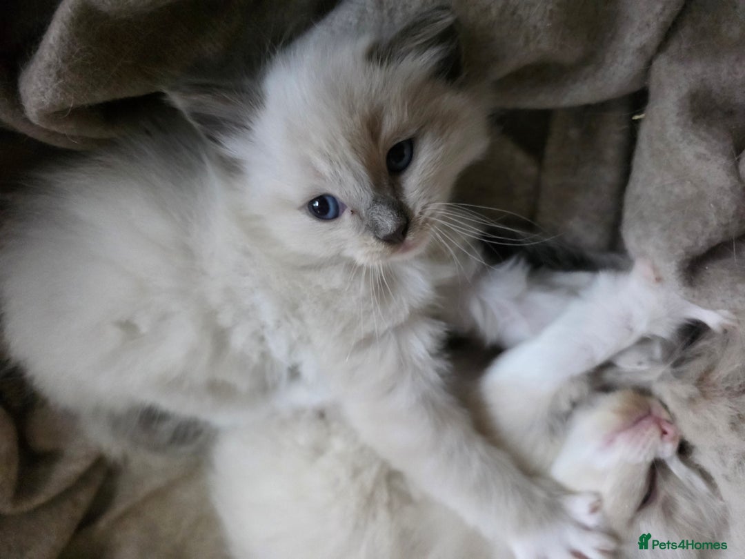 Ragdoll cats for sale: Pure Ragdoll Kittens  - Image 12