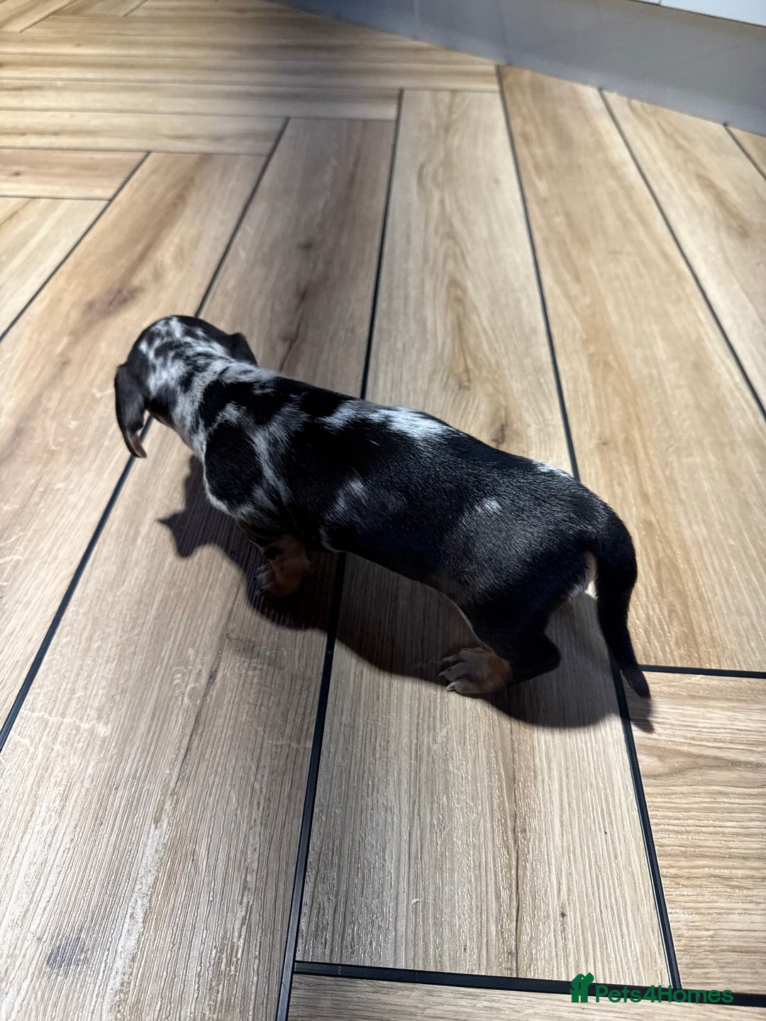 Miniature Dachshund dogs for sale: Outstanding litter of miniature Dachshund Puppies - Image 9