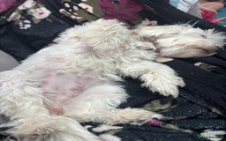 Maltese dogs for sale: Beautiful Maltese puppies for sale - Image 11