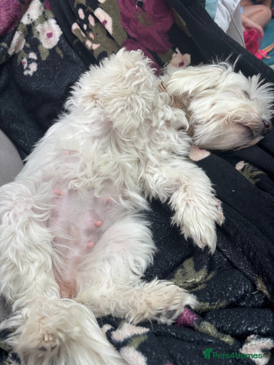 Maltese dogs for sale: Beautiful Maltese puppies for sale - Image 11