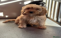 Cockapoo dogs for sale: Cockapoo Puppies (Licensed Breeder)  - Advert 7