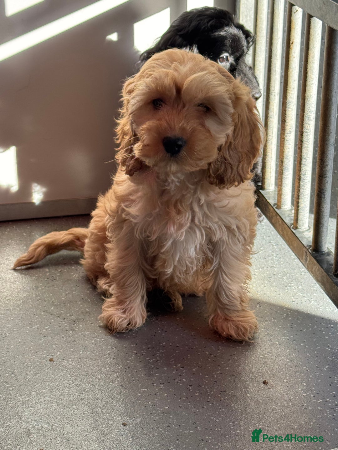 Cockapoo dogs for sale: Cockapoo Puppies (Licensed Breeder)  - Advert 7
