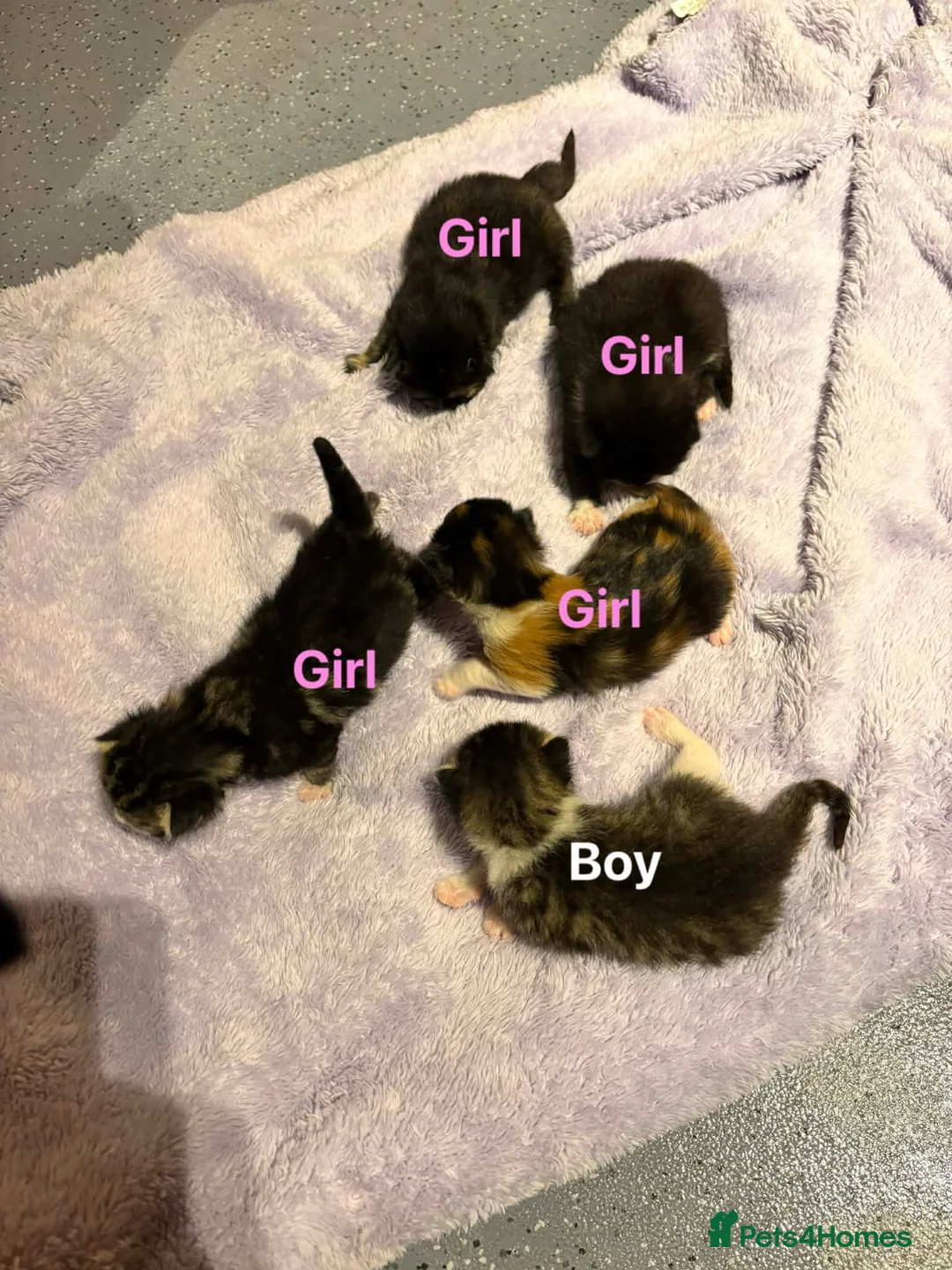 Mixed Breed cats for sale: 5 beautiful kittens in Hook - Advert 2