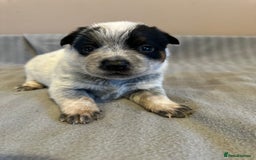 Australian Cattle Dog dogs for sale: Absolutely stunning litter!! - Advert 3