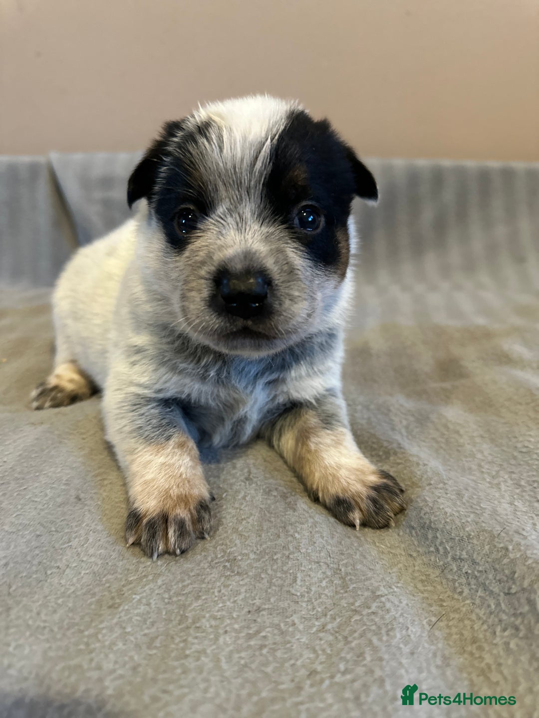 Australian Cattle Dog dogs for sale: Absolutely stunning litter!! - Advert 3