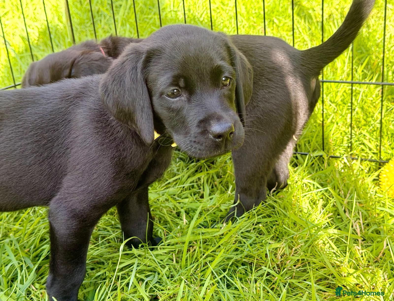 Labrador Retriever dogs Outstanding Labrador Puppies–Exceptional Pedigree - Advert 2