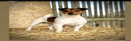 Jack Russell dogs for sale: Pick of the litter. Jack Russell girl - Advert 22