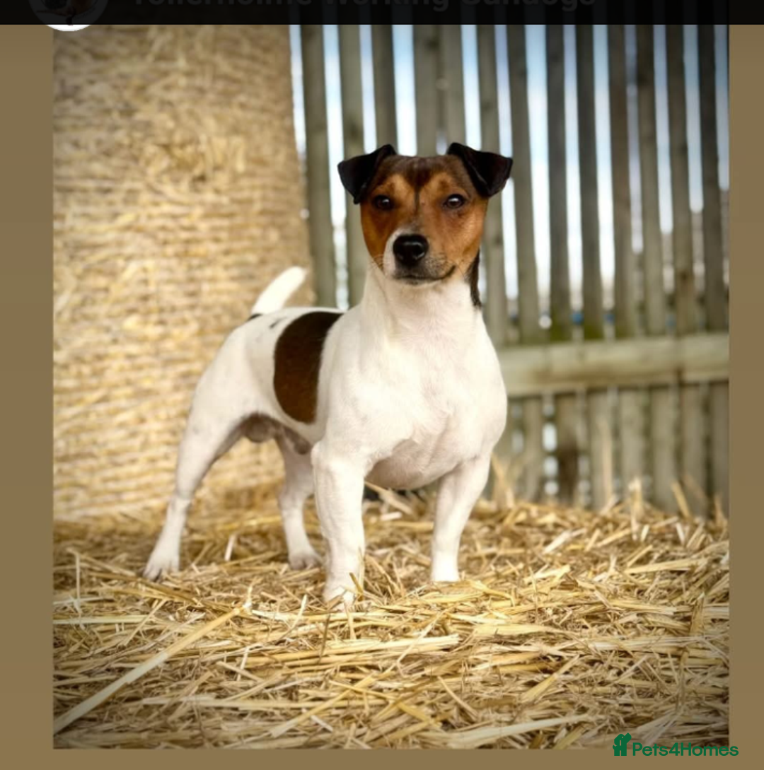 Jack Russell dogs for sale: Pick of the litter. Jack Russell girl - Advert 22