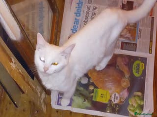 Scottish Fold cats Scottish Fold Tabby Kittens - Advert 5