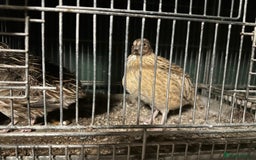 Quail poultry for sale: Quail for sale - Advert 1