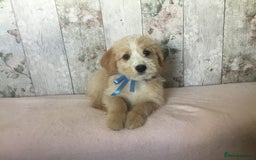 Bordoodle dogs for sale: Adorable & Confident Collie x poodle pups - Image 9