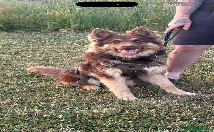 German Shepherd dogs - Advert 3