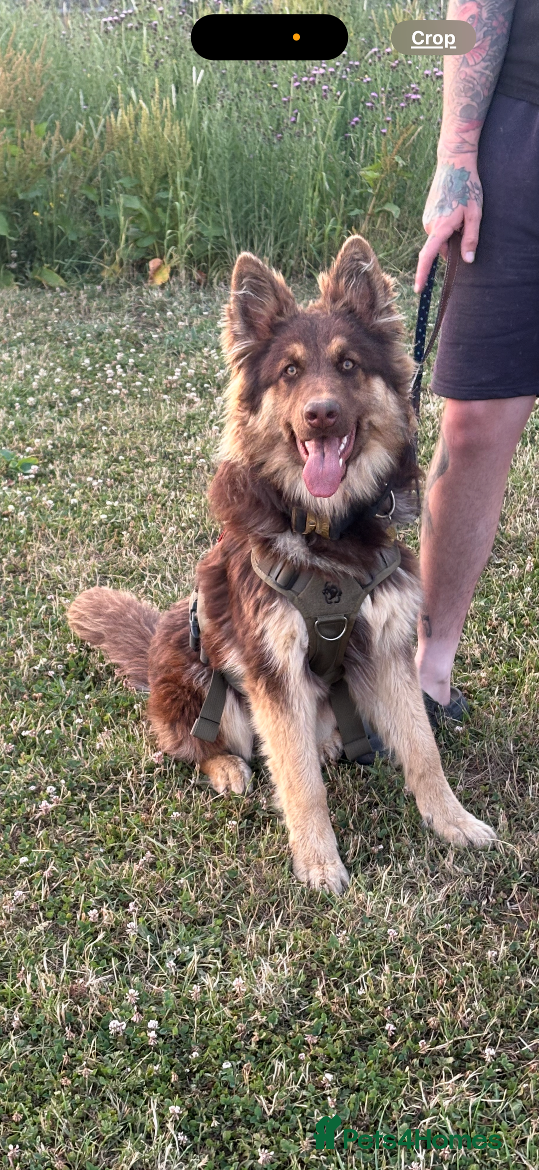 German Shepherd dogs for sale: 1 year old German shepherd needing home - Image 1