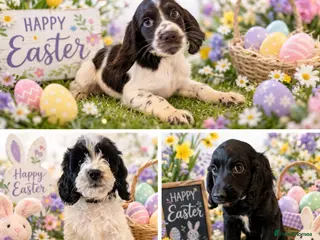 Cockapoo dogs Three Male Cockapoo & Three Female pups - Advert 15