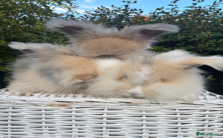 Angora rabbits - Advert 1