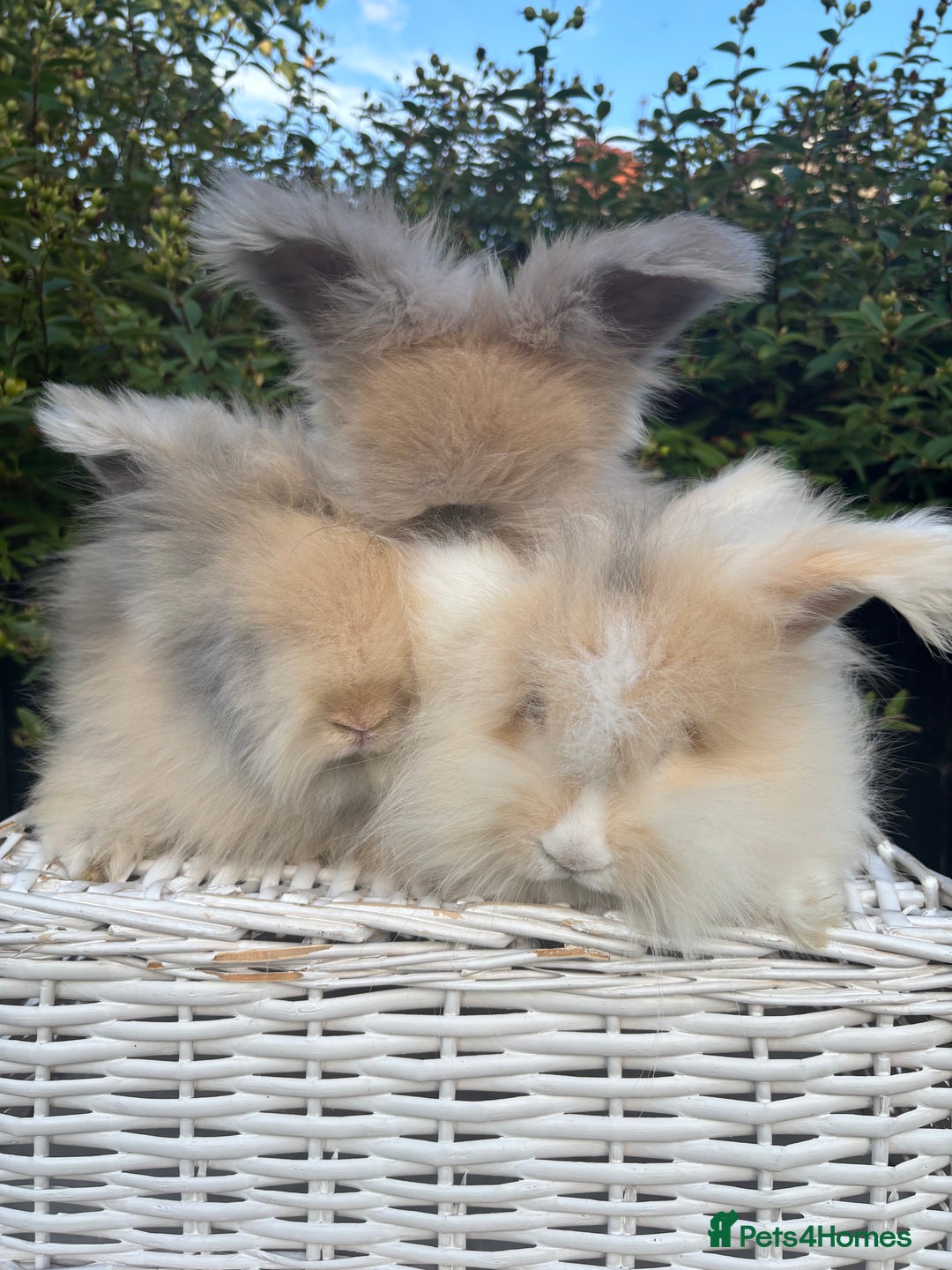 Angora rabbits for sale: Harlequin and blue (grey ) angoras  - Image 1