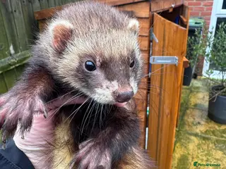 Ferret rodents 1 male and 2 female ferrets for sale - Advert 1