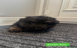 German Shepherd dogs for sale: Long haired German Shepherd puppies - Image 11