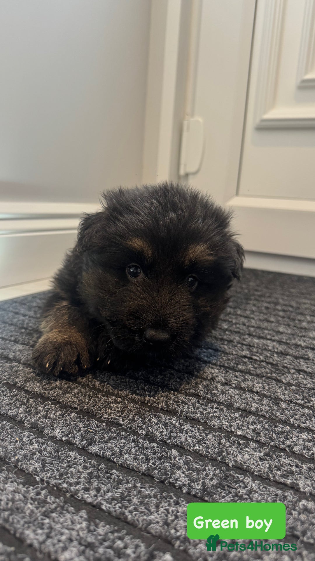 German Shepherd dogs for sale: Long haired German Shepherd puppies - Image 11
