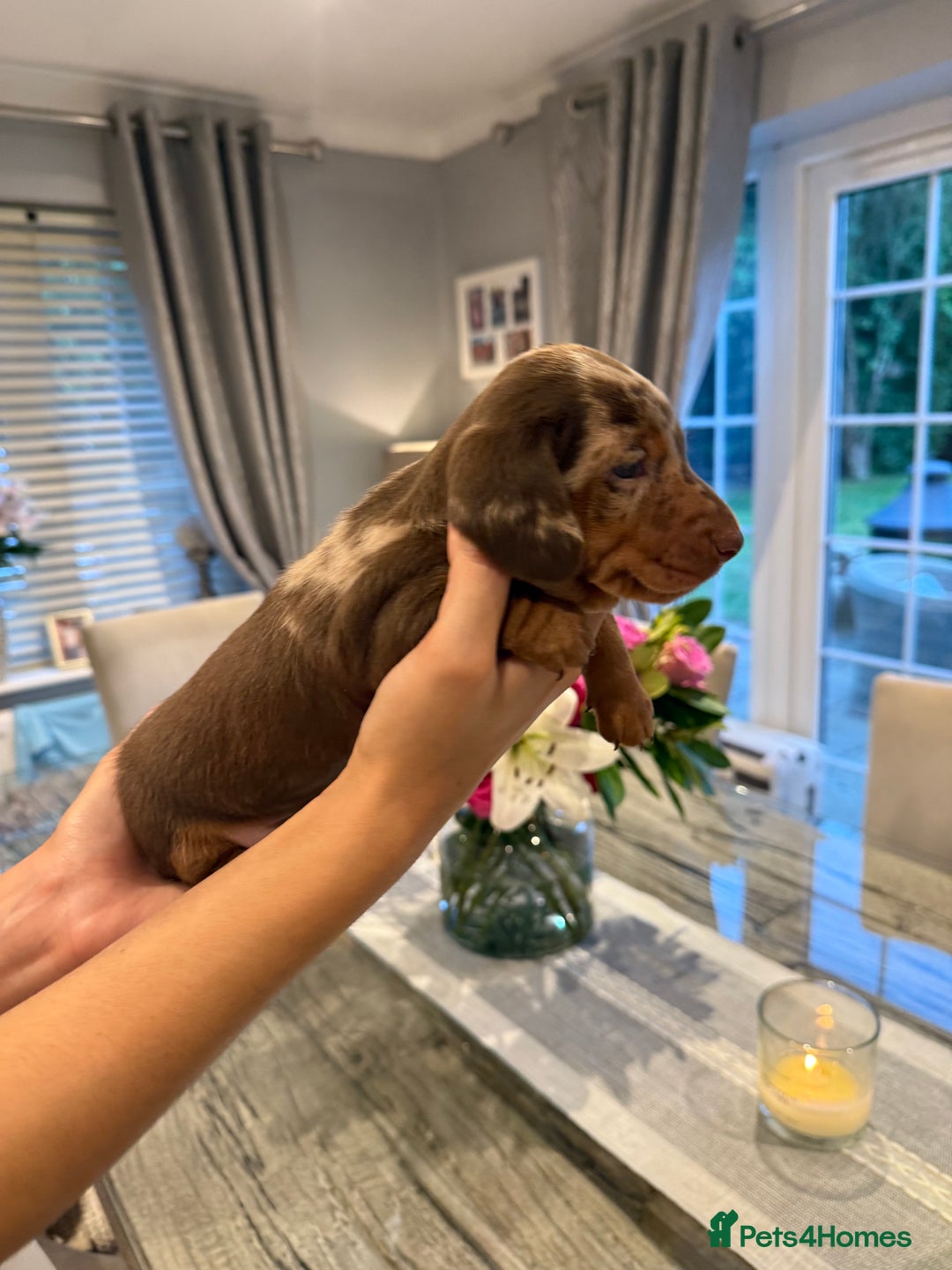 Miniature Dachshund dogs for sale: CREDIT CARDS ACCEPTED ⭐️  in Bishop's Stortford - Image 5