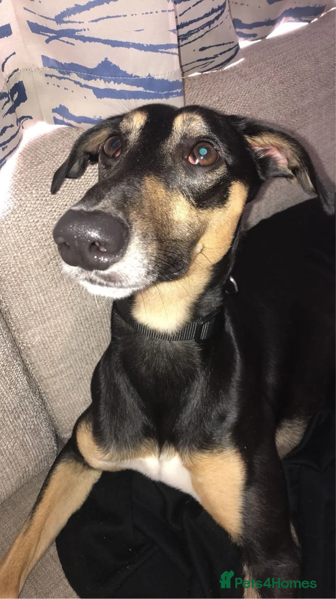 Mixed Breed dogs for stud: greyhound/whippet looking for a home in London - Advert 4
