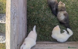 Ferret rodents for sale: Baby ferrets  - Image 3