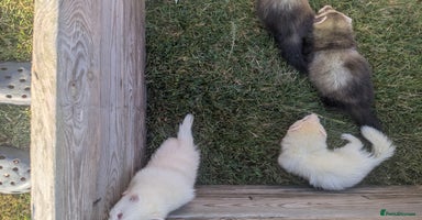 Ferret rodents - Advert 2