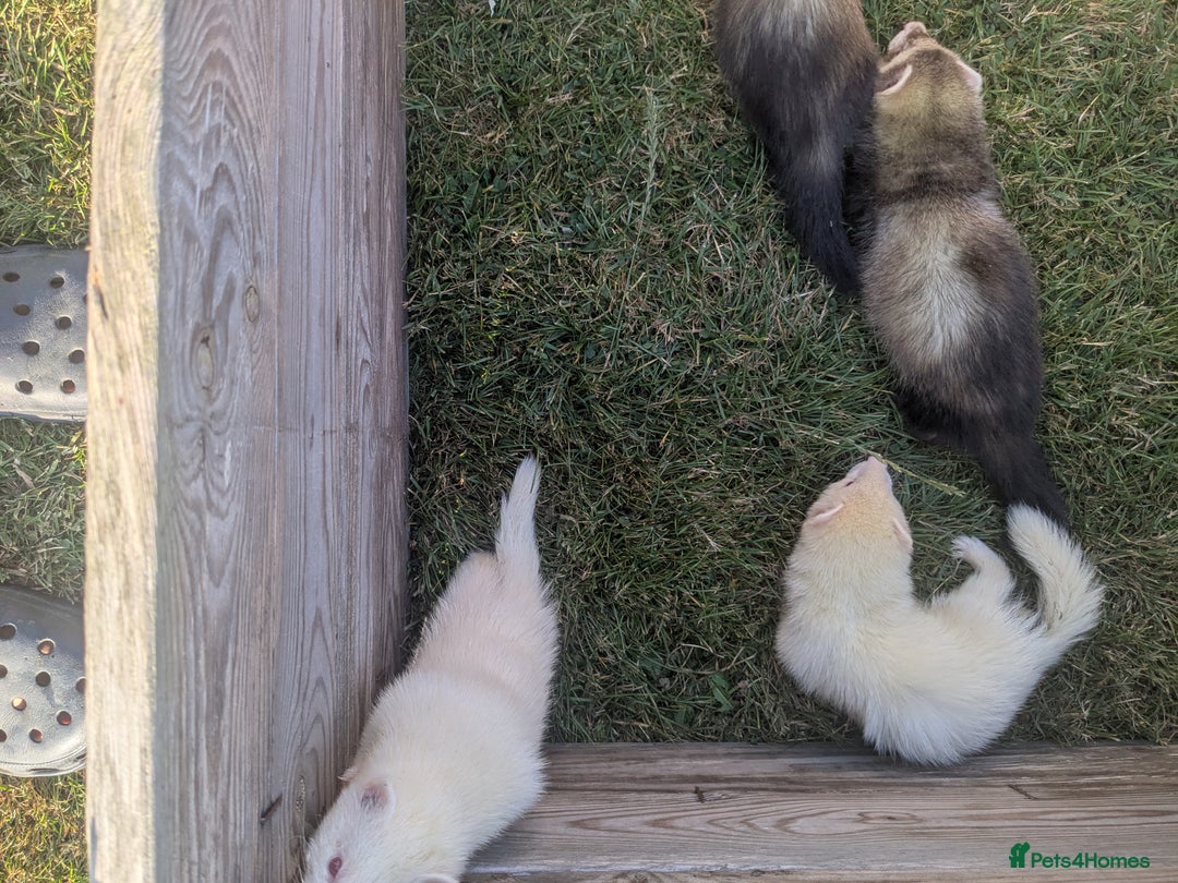 Ferret rodents for sale: Baby ferrets  - Image 3