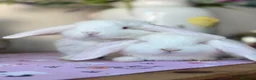 French Lop rabbits for sale: The happy hoppers French lop babies - Advert 7
