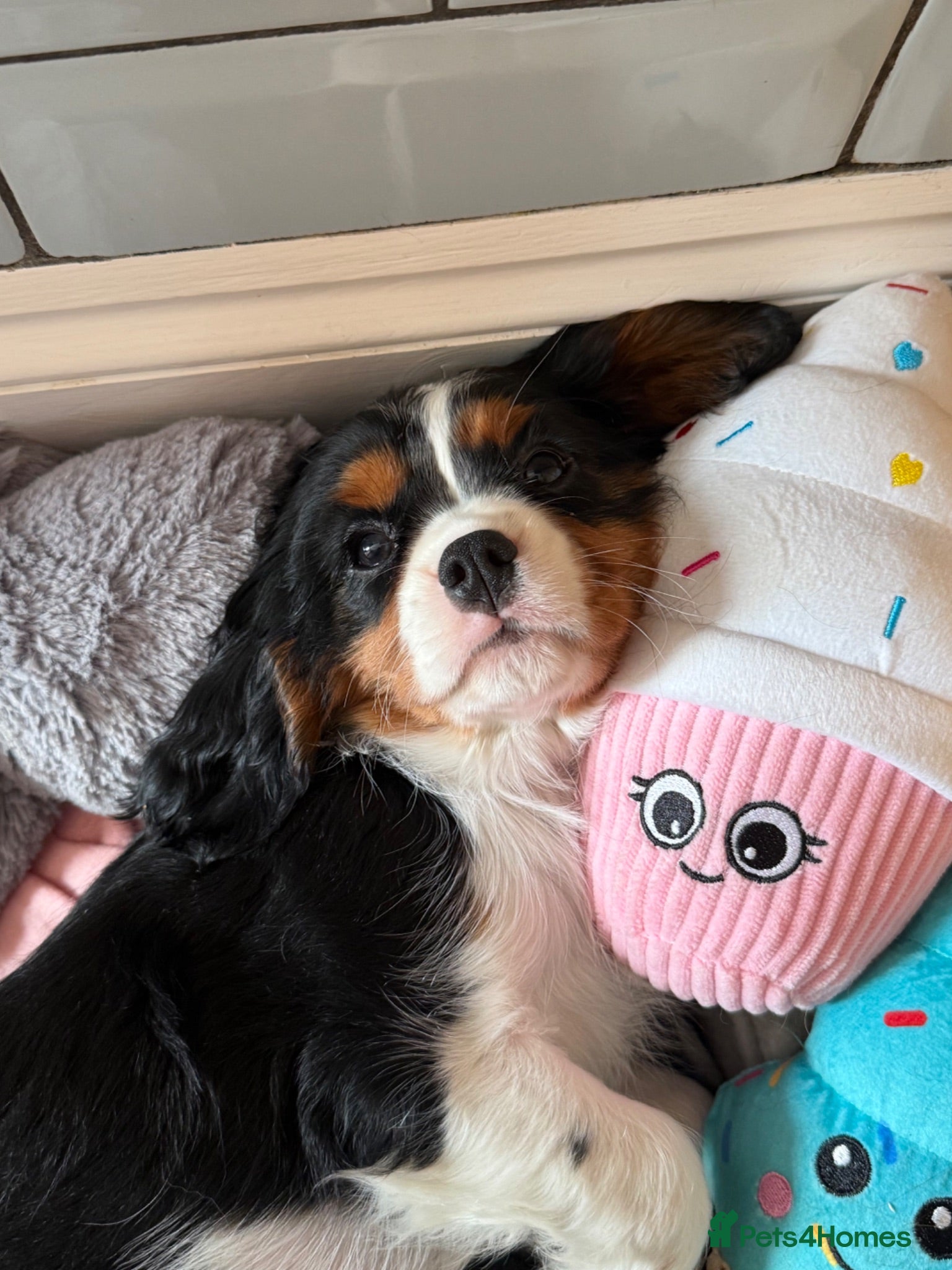 Cavalier King Charles Spaniel dogs Extensively Health Tested Cavilier King Charles  - Advert 1