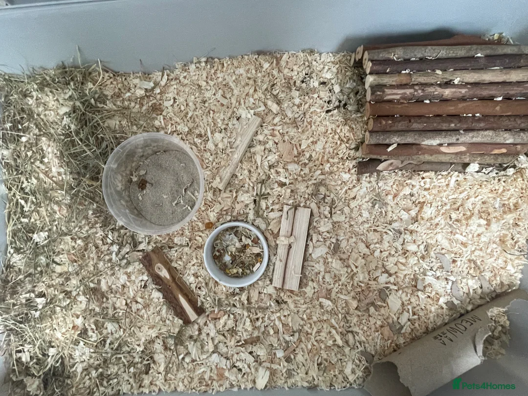 Hamster rodents for sale: MUFFIN , syrian hamster  - Advert 3