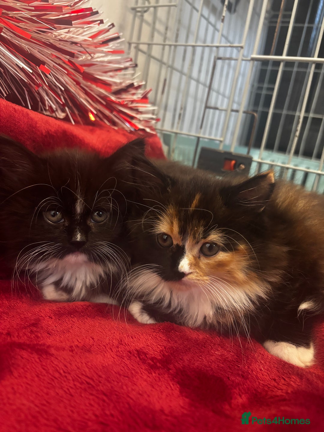 Maine Coon cats for sale: Very fluffy kittens🩷 - Advert 3