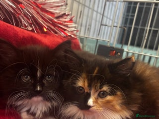 Maine Coon cats for sale: Very fluffy kittensđź©· - Advert 1